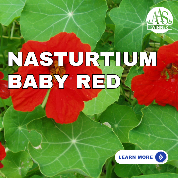 Nasturtium Baby Red