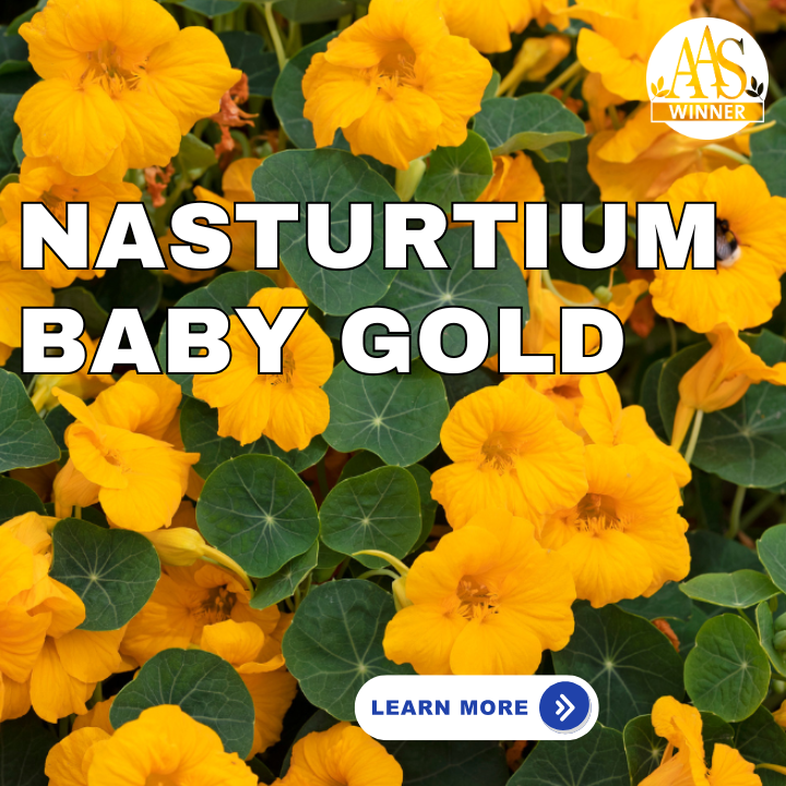 Nasturtium Baby Gold