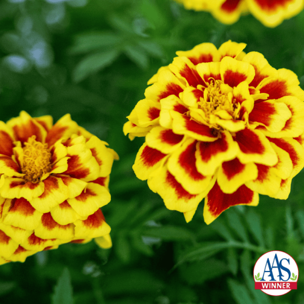 Marigold Mango Tango National AAS Winner