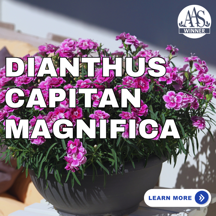 Dianthus Capitan Magnifica