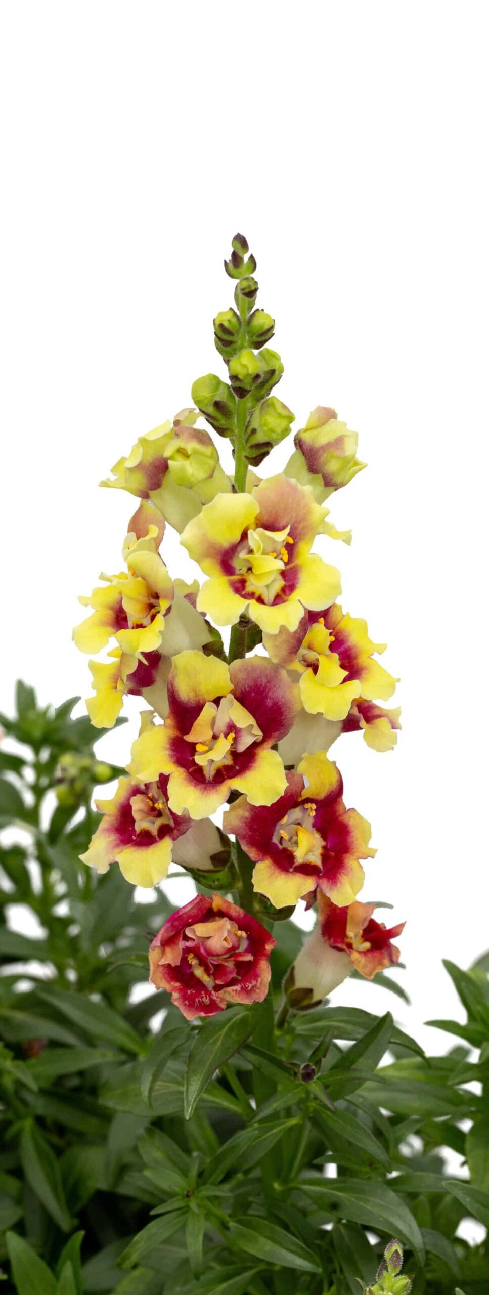 Snapdragon DoubleShot™ Yellow Red Heart F1 AAS Ornamental from Seed Winner National Winner