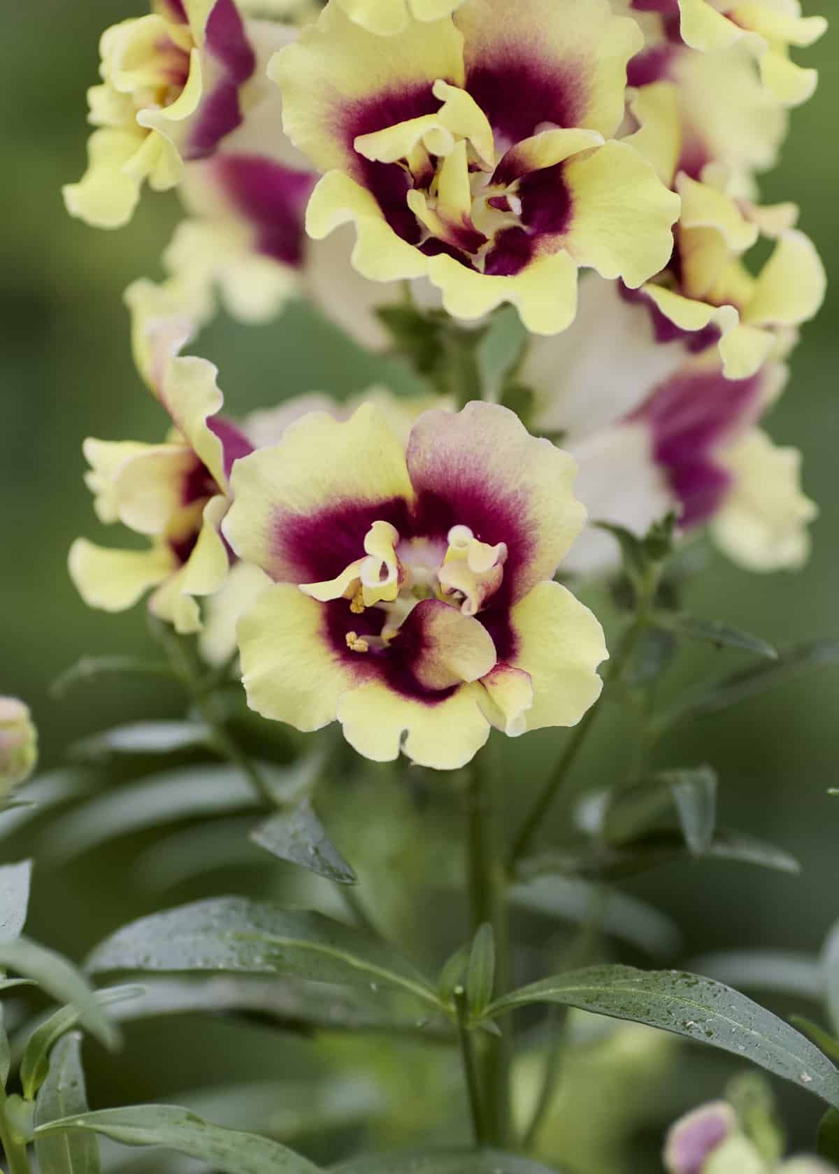 Snapdragon DoubleShot™ Yellow Red Heart F1 AAS Ornamental from Seed Winner National Winner