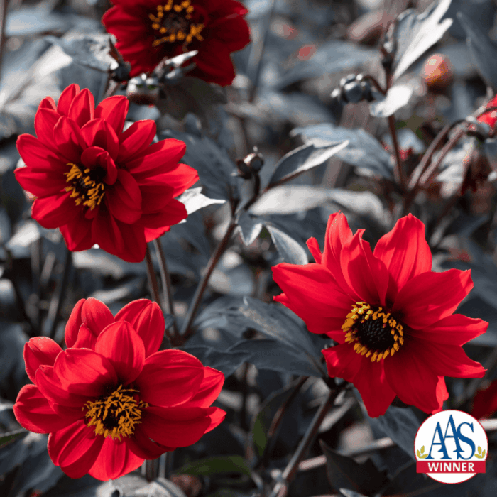 AAS Winner Dahlia Black Forest Ruby - Ornamental Flower Winner