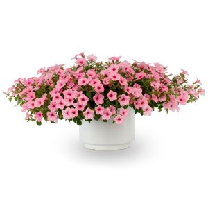 Petunia Dekko™ Maxx™ Pink | All-America Selections