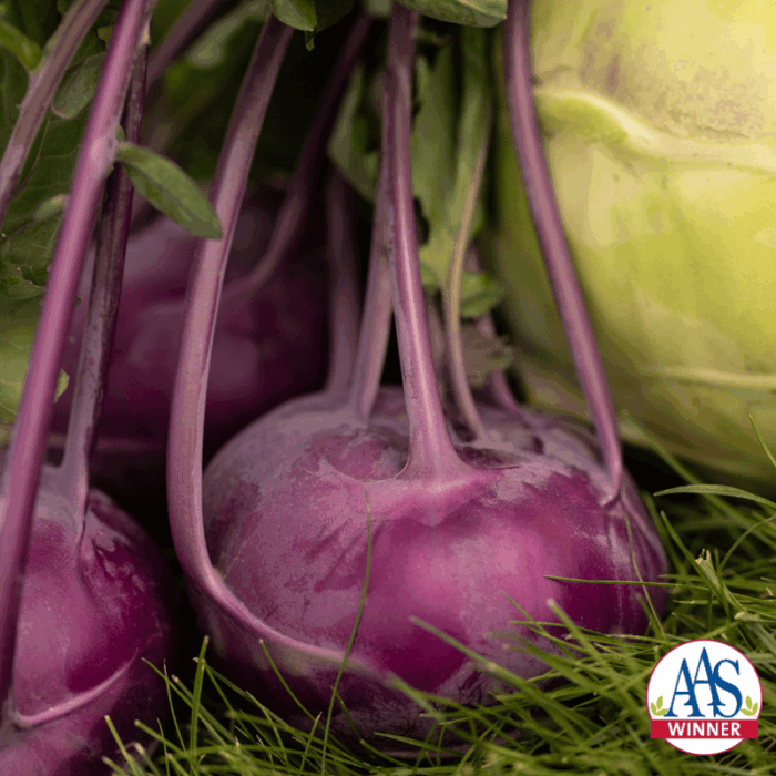 Kohlrabi Konstance - new for 2025