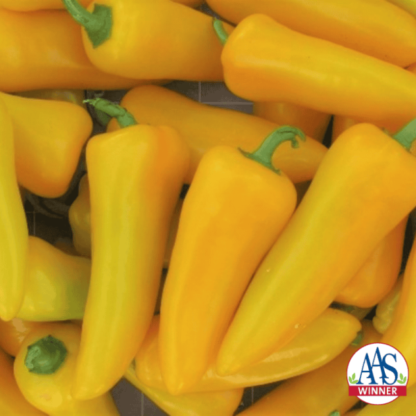 Pepper, mini Pick-N-Pop Yellow F1 AAS Edible Winner National Winner
