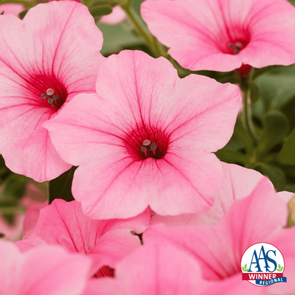Petunia Dekko™ Maxx™ Pink Regional AAS Winner