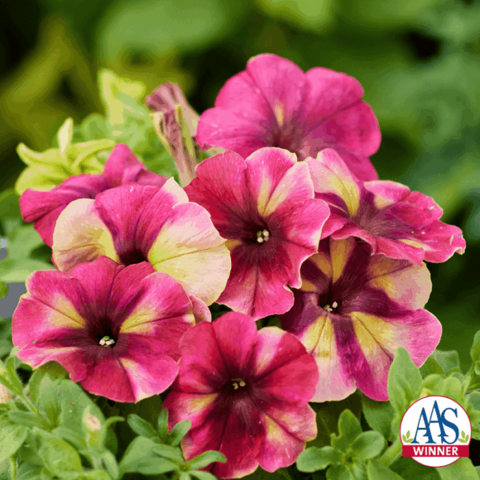 Petunia multiflora Shake™ Raspberry F1 AAS Ornamental from Seed Winner National Winner