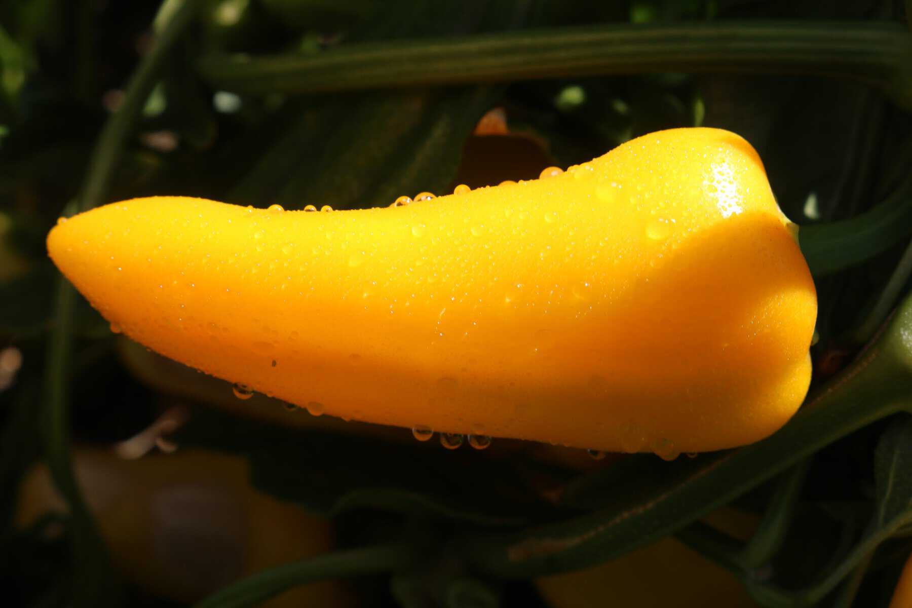 Pepper, mini Pick-N-Pop Yellow F1 AAS Edible Winner National Winner