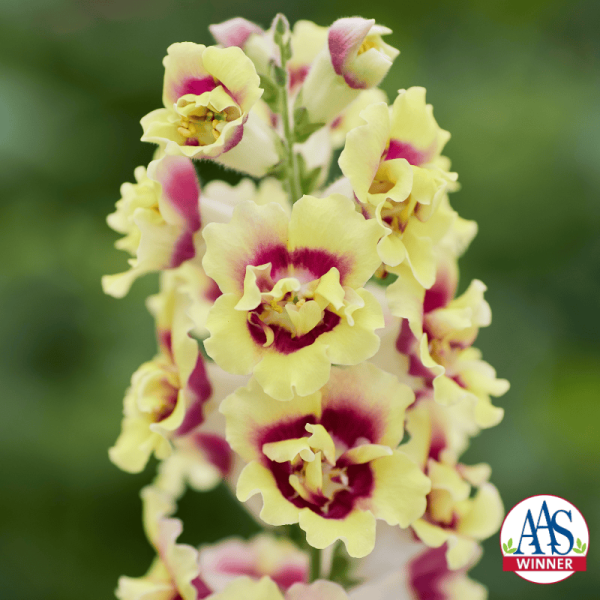 Snapdragon DoubleShot™ Yellow Red Heart F1 AAS Ornamental from Seed Winner National Winner