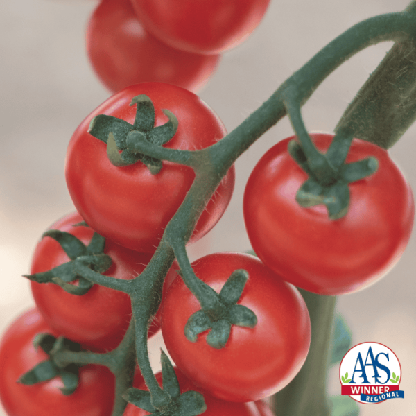 Tomato Tonatico F1 AAS Edible Winner Regional Winner: Mountain/Southwest and Northeast