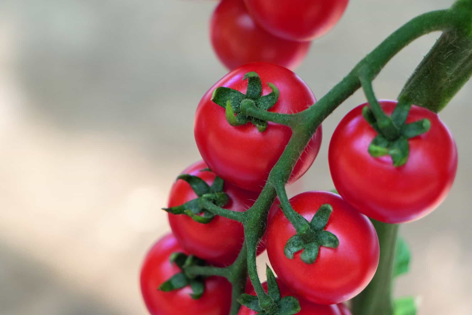 Tomato Tonatico F1 AAS Edible Winner Regional Winner: Mountain/Southwest and Northeast