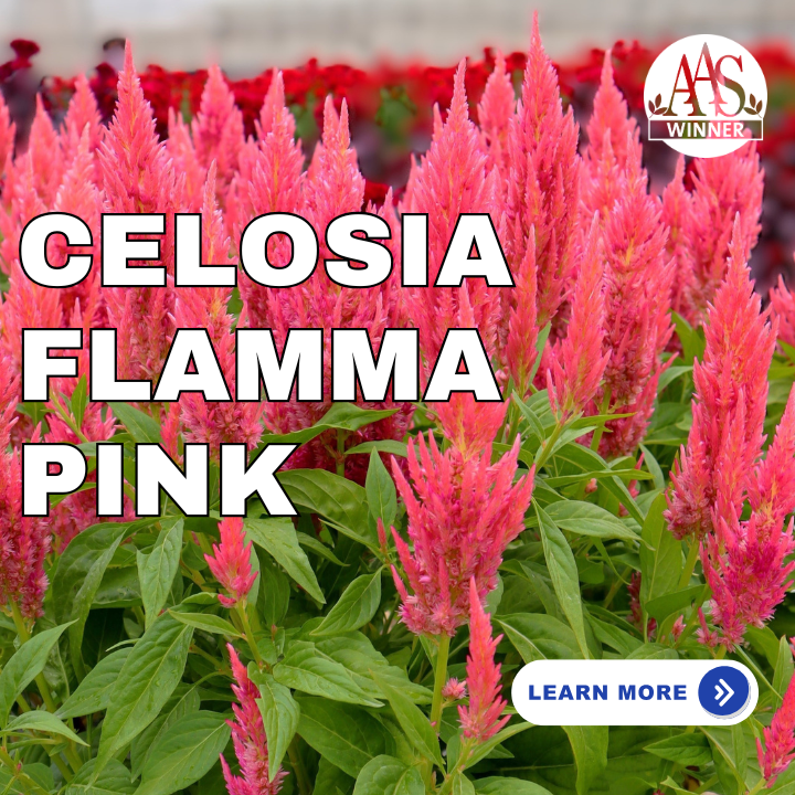 Celosia Flamma Pink