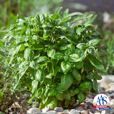 AAS Winner Basil Piedmont