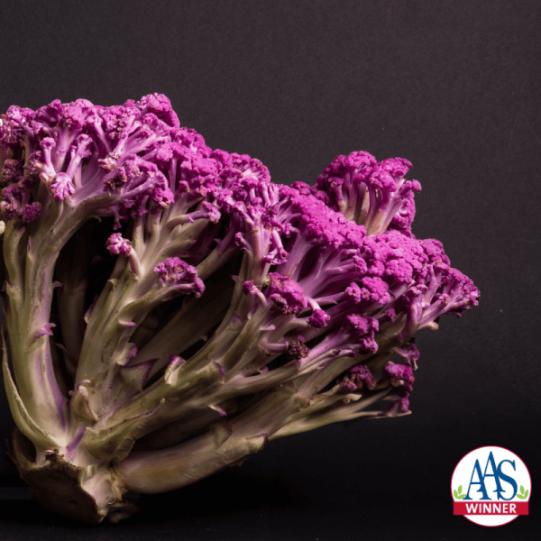 Cauliflower Murasaki Fioretto 70 F1 - National AAS Winner