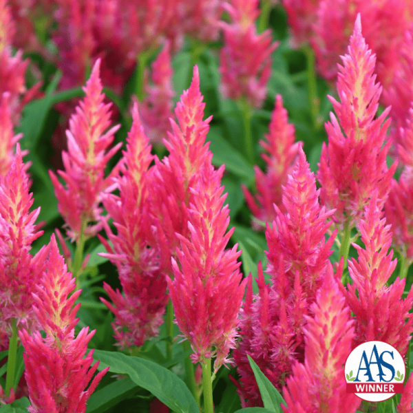 AAS Winner Celosia Flamma Pink