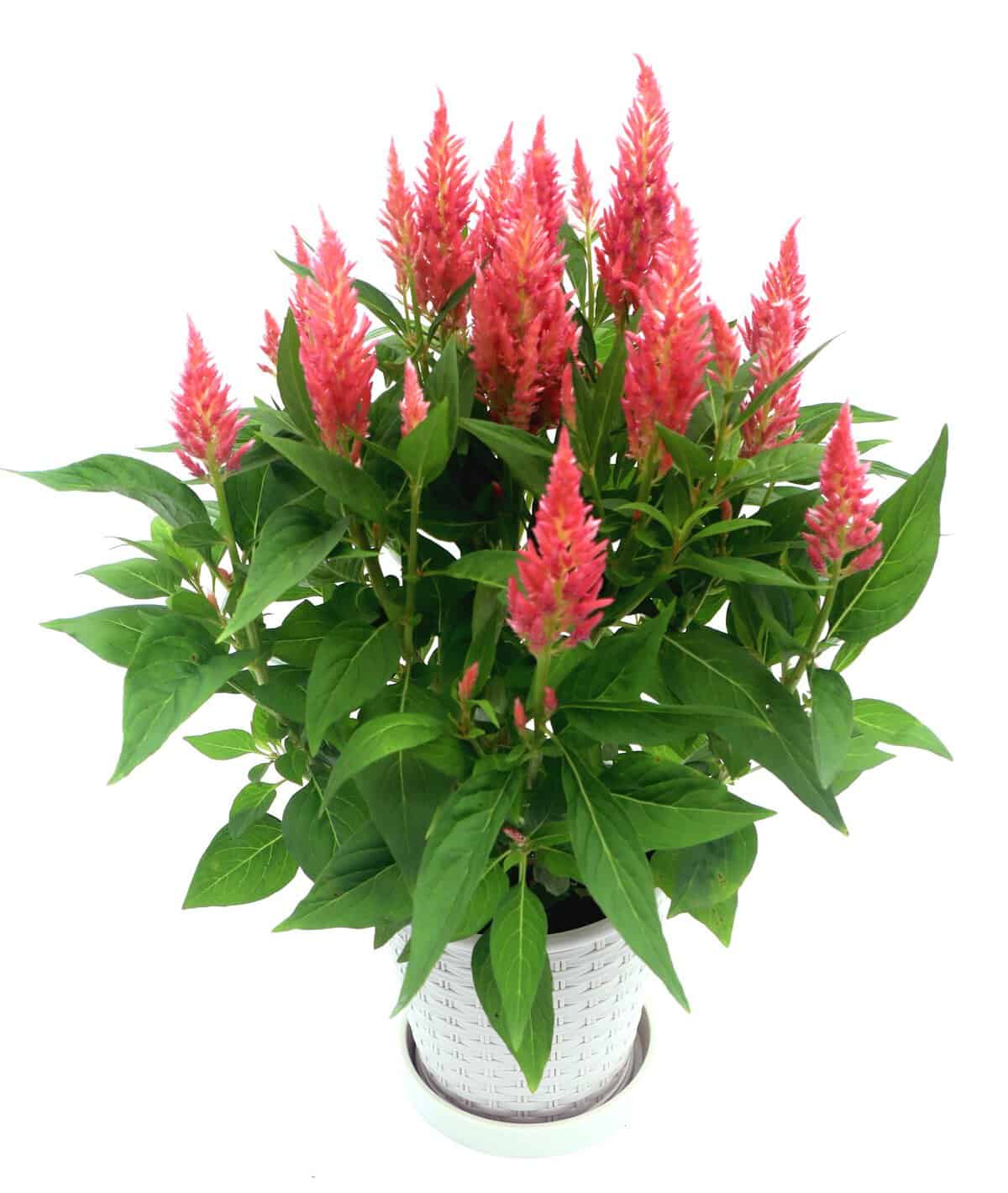Celosia Flamma Pink - AAS Winner