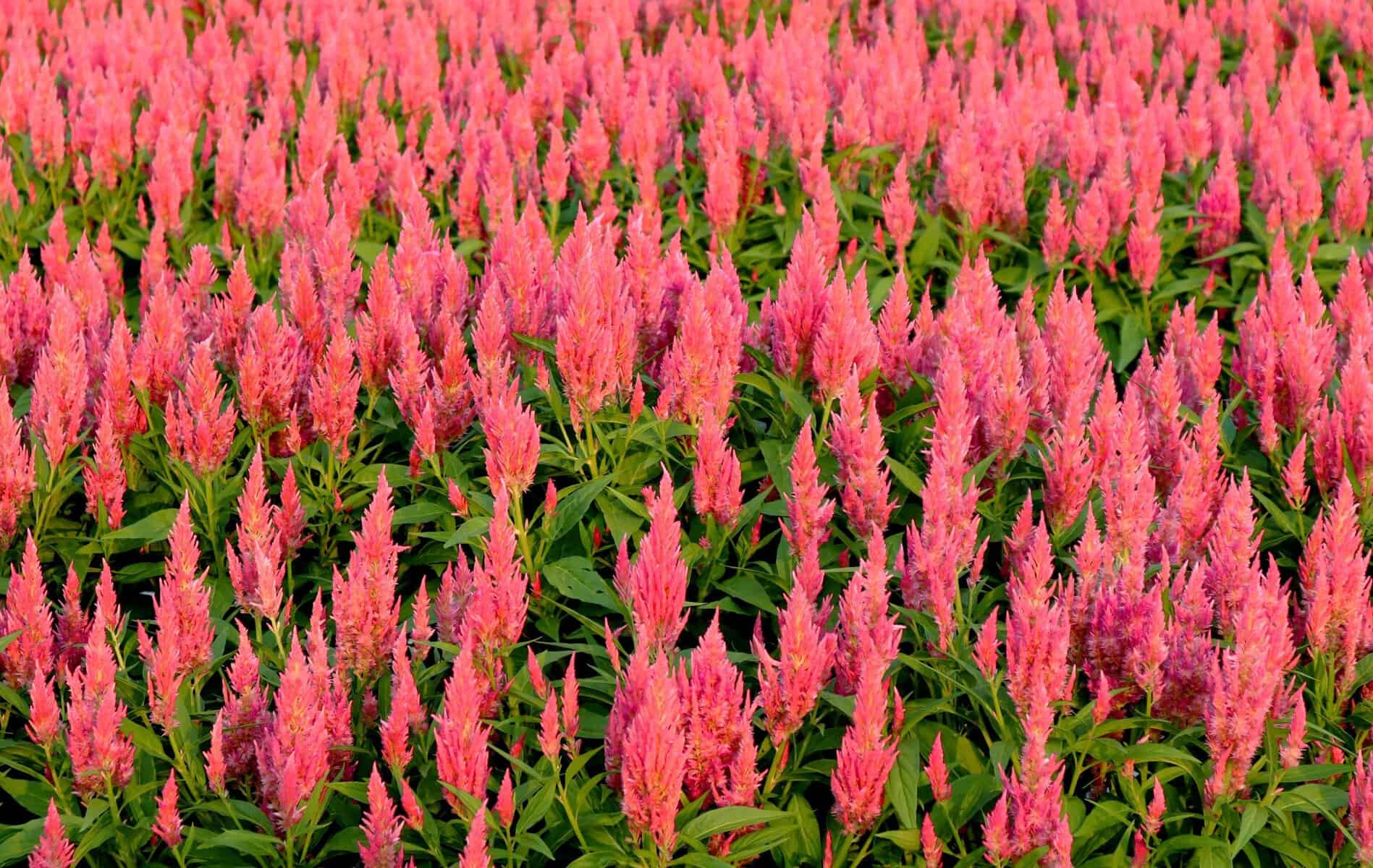 Celosia Flamma Pink - AAS Winner