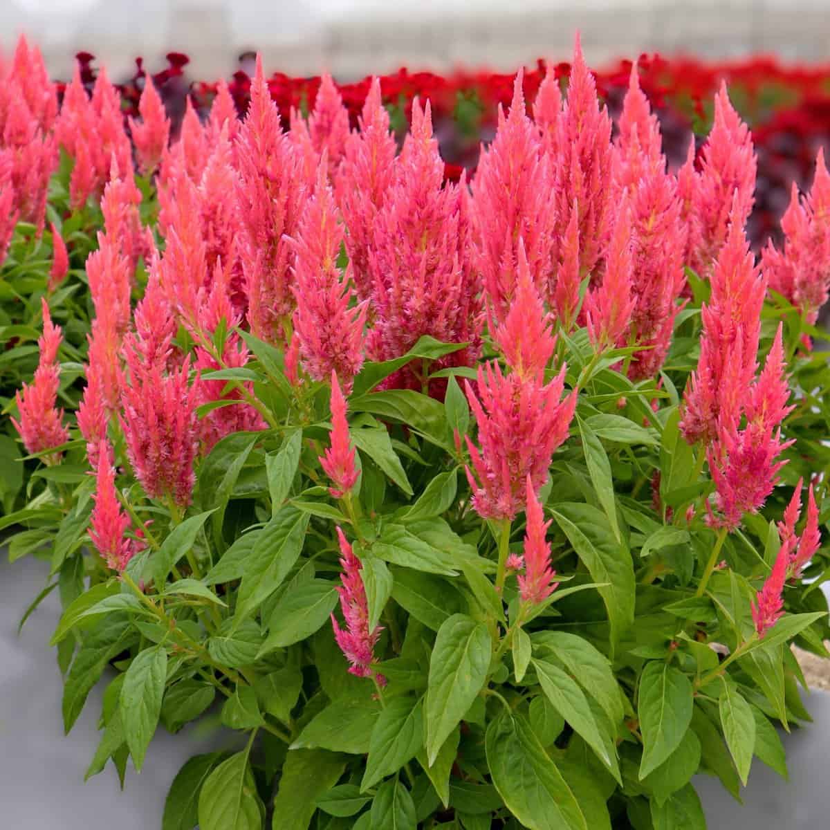 Celosia Flamma Pink - AAS Winner