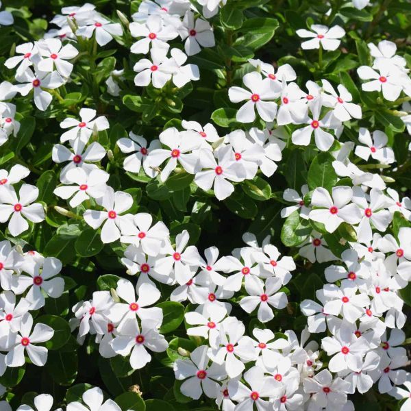 Vinca Sphere Polkadot - AAS Winner