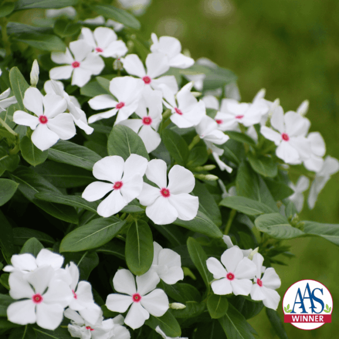 Vinca Sphere Polkadot - AAS Winner