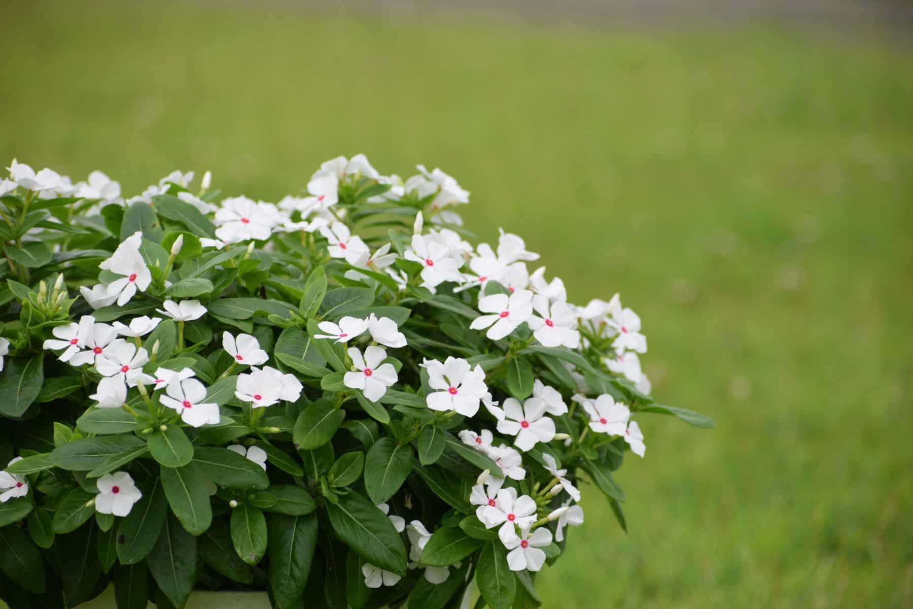 Vinca Sphere Polkadot - AAS Winner