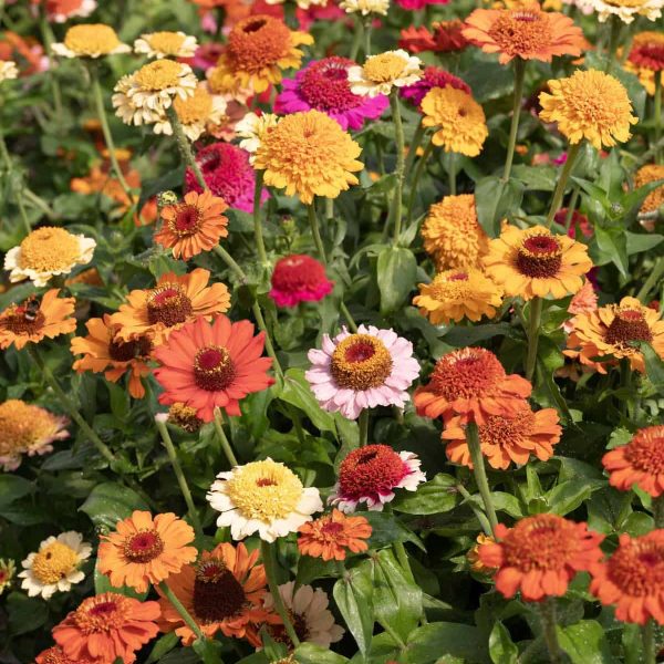 Zinnia Crestar Mix - AAS Winner