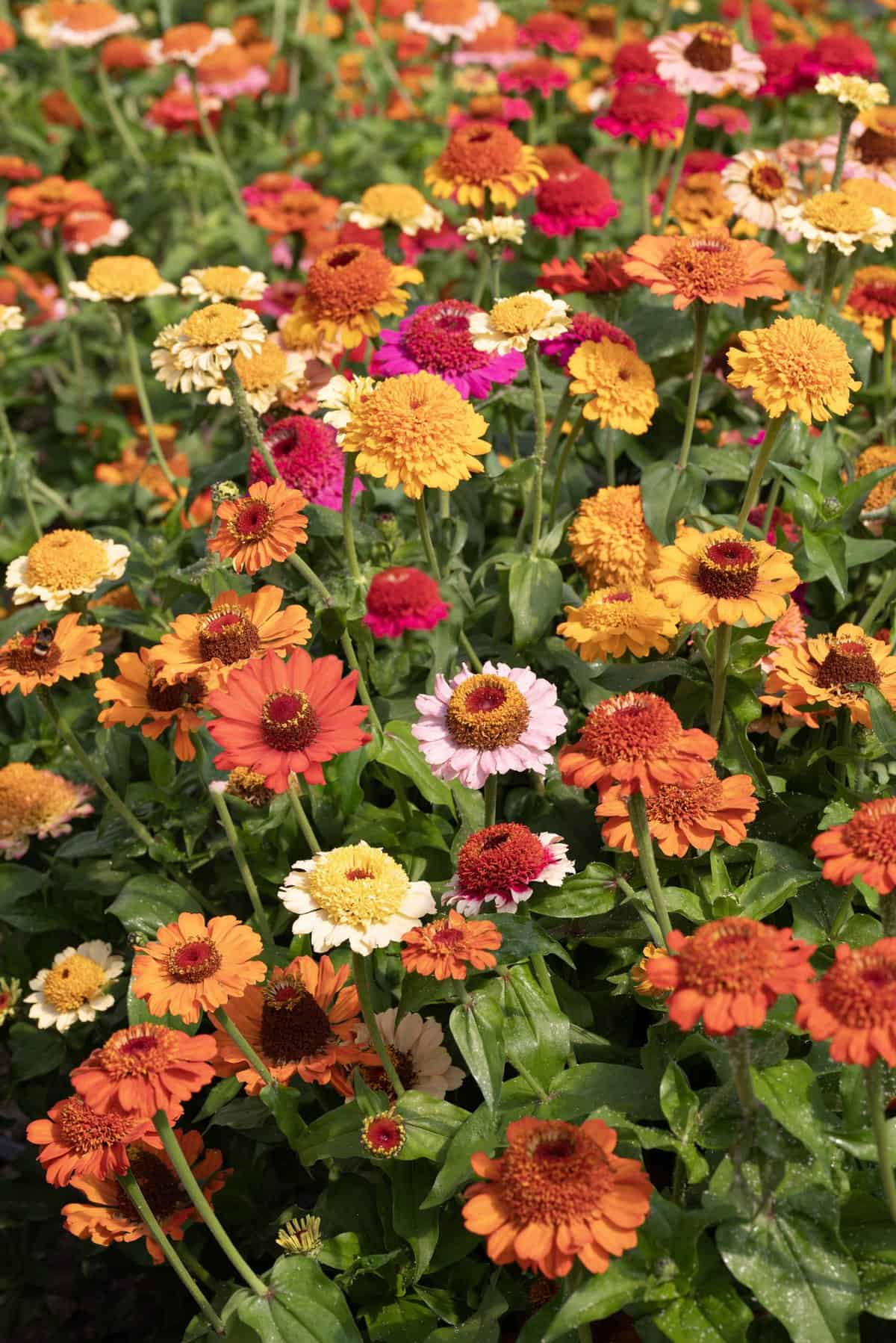 Zinnia Crestar Mix - AAS Winner