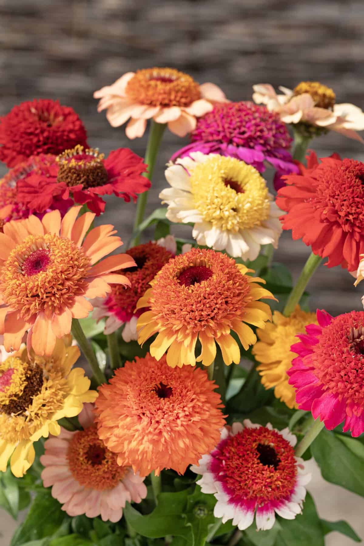 Zinnia Crestar Mix - AAS Winner