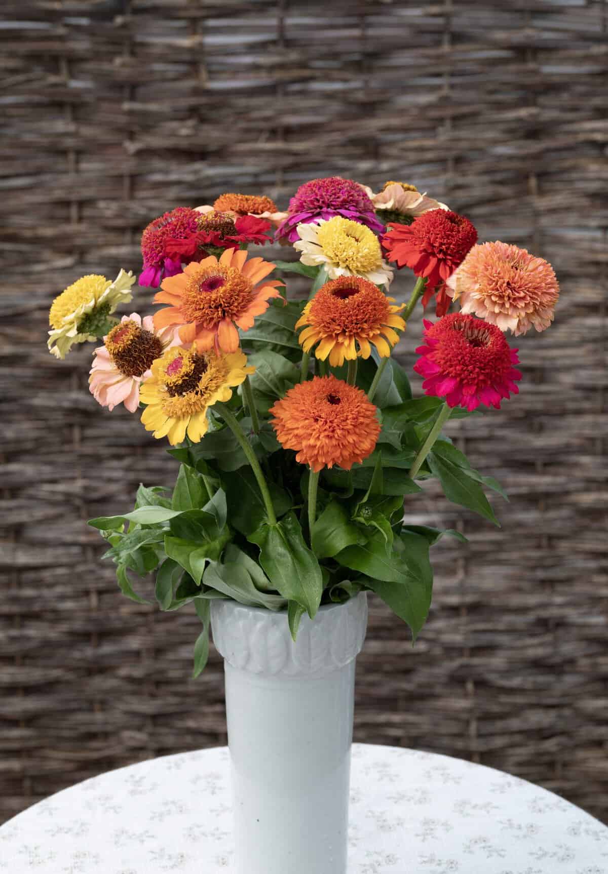 Zinnia Crestar Mix - AAS Winner