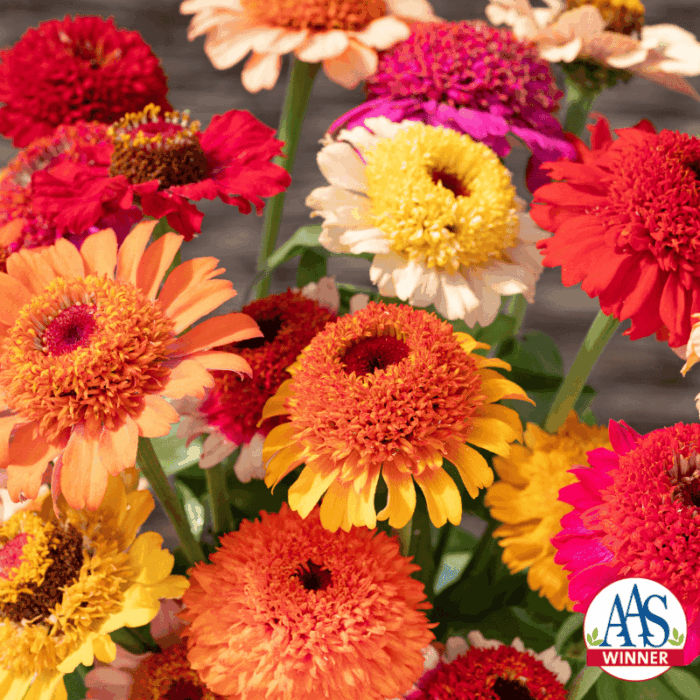 Zinnia Crestar Mix AAS Winner