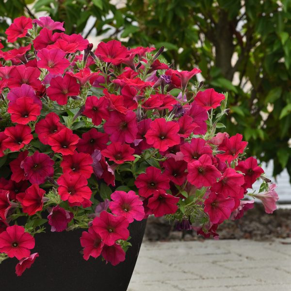 Wave Carmine Velour Spreading Petunia
Color Code:
PAS Kieft 2020
Container in setting, Seed
06.19.18 Venhuizen, Mark Widhalm
WaveCarmineVelour_02.JPG
PET18-24439.JPG