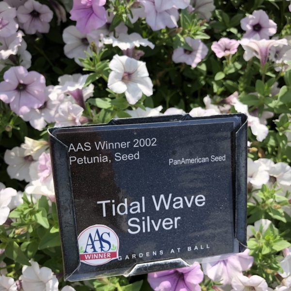 tidal wave silver petunia with sign
