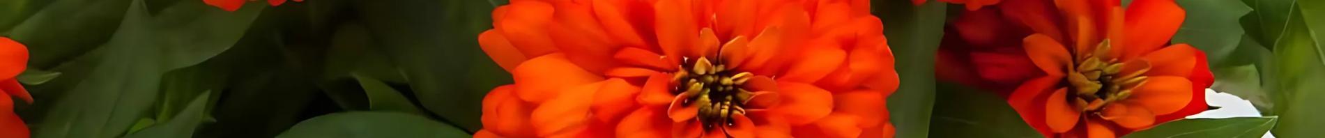 AAS Banner Zinnia Zydeco AAS Banner Zinnia Zydeco