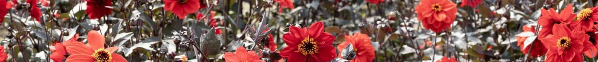 AAS Banners Dahlia Black Forest AAS Banners Dahlia Black Forest