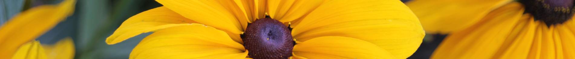 AAS Banner Rudbeckia