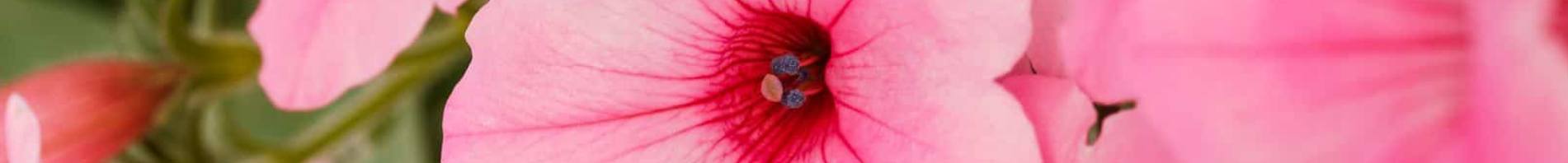 AAS Banner Petunia Dekko Max Pink Flower