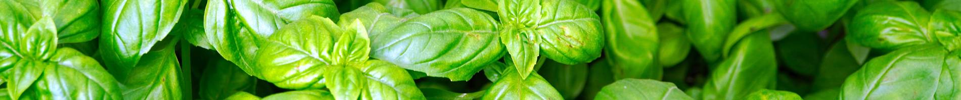 AAS Banner - Basil Piedmont