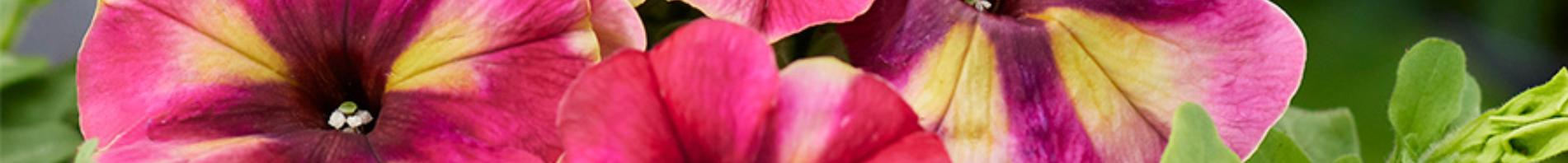 AAS Banner - petunia shake raspberry f1