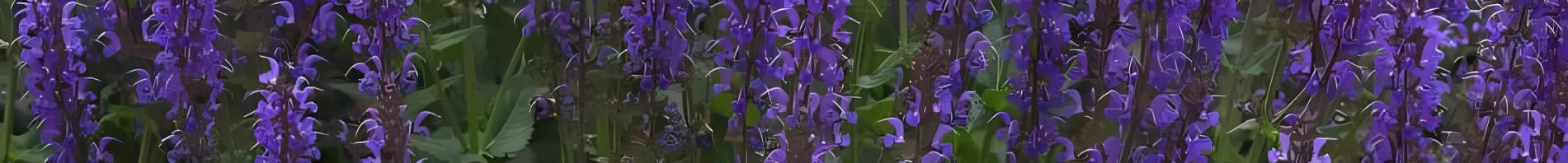AAS Banner - salvia blue by you
