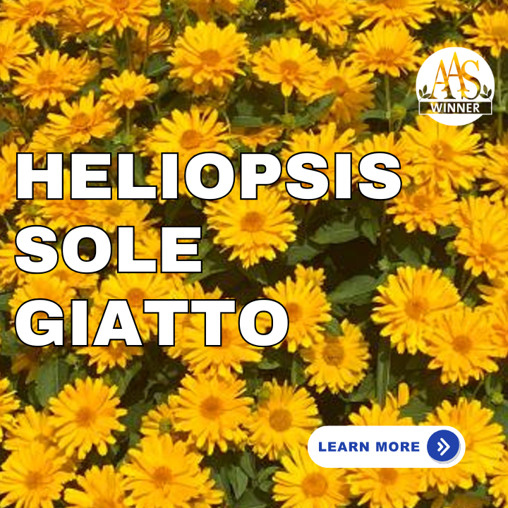 Heliopsis Sole Giatto