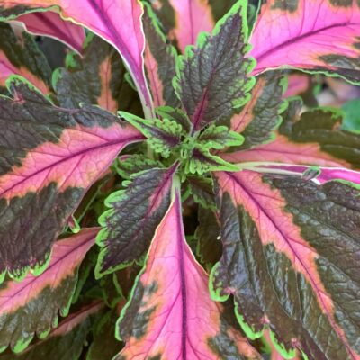 Coleus Premium Sun Coral Candy