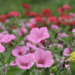 Dekko Maxx Pink Petunia HMMG