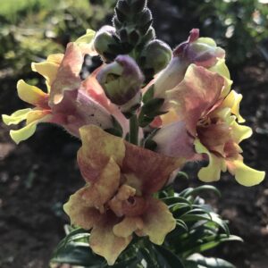 DoubleShot Yellow Red Heart Carver Center Rapidan