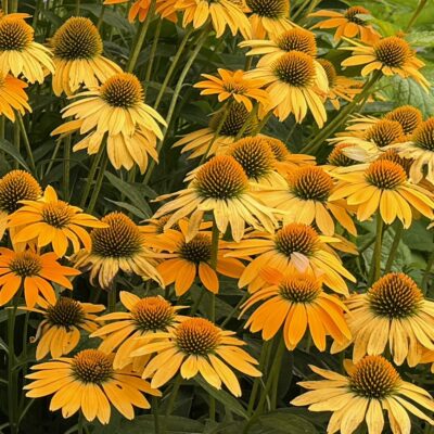Echinacea Artisan Yellow