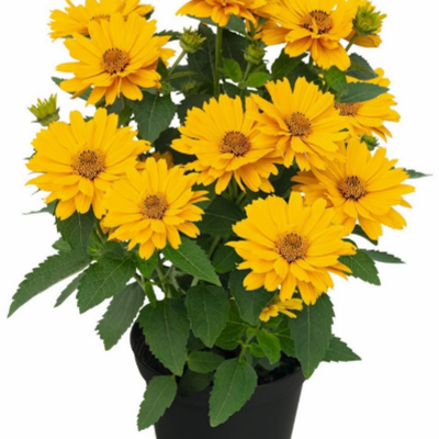 Heliopsis Sole Giatto