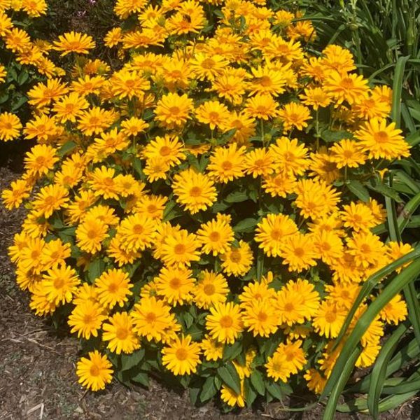 Heliopsis Sole Giatto