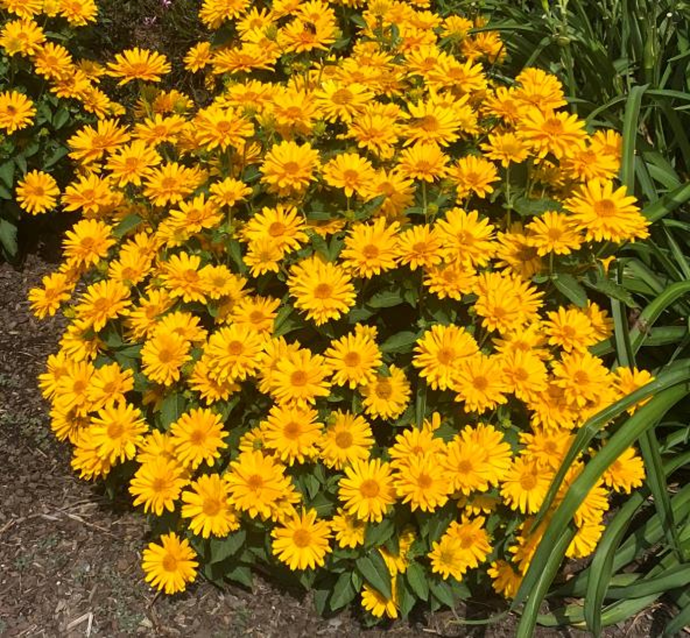 Heliopsis Sole Giatto