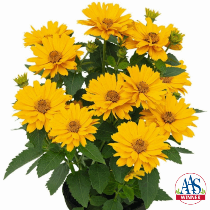 Heliopsis Sole Giatto