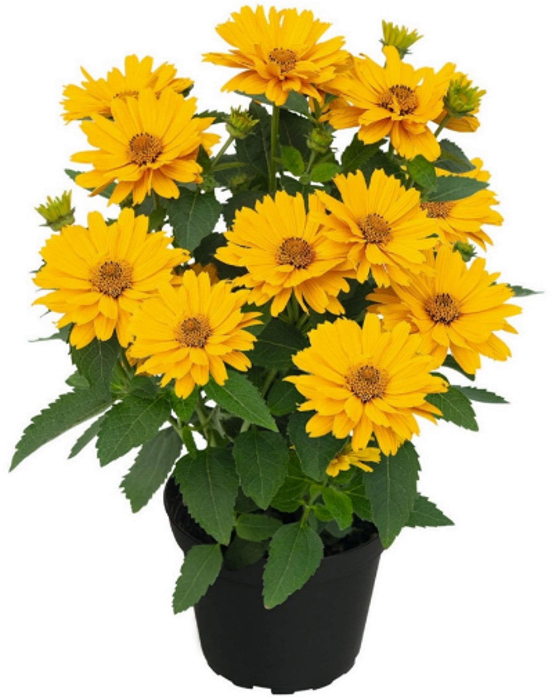 Heliopsis Sole Giatto